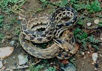 : Pituophis catenifer annectens; San Diego Gopher Snake