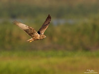 Eastern Marsh-Harrier Scientific name - Circus spilonotus