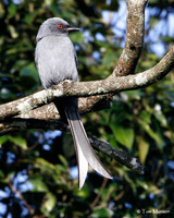 Ashy Drongo