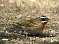 Emberiza tristrami Tristram's Bunting シロハラホオジロ♂