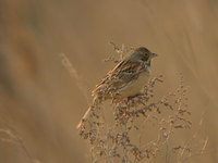 Chestnut-eared Bunting  (Iain Campbell)