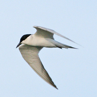 Gull-billed Tern