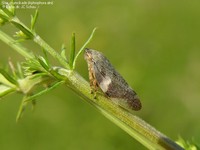 Stor skumcikade (Aphrophora alni) Foto/billede af