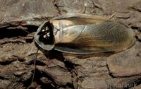 Blaptica dubia - Guyana Orange Spotted Roach