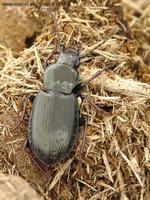 Pterostichus oblongopunctatus