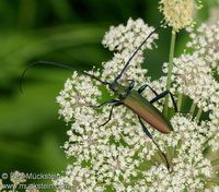 Aromia moschata moschata