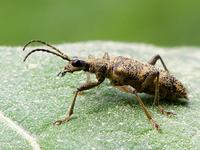 Rhagium mordax