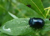 Oreina luctuosa