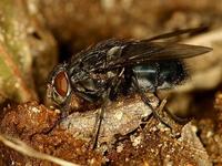 Calliphora vomitoria - Blue Bottle Fly