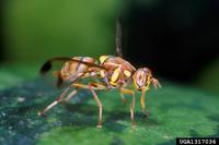 Bactrocera cucurbitae