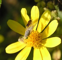 Capitites ramulosa