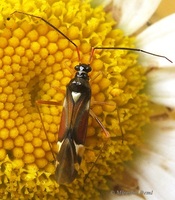 Cyllecoris histrionius
