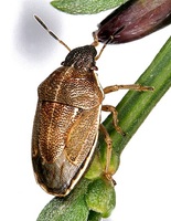 Neottiglossa pusilla