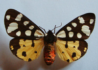 Arctia villica - Cream-spot Tiger
