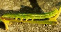 Scoliopteryx libatrix - The Herald