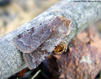 Cerastis leucographa - White-marked