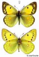 Colias chrysotheme - Lesser Clouded Yellow