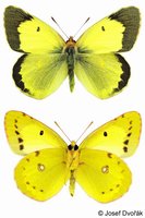 Colias erate - Eastern Pale Clouded Yellow