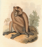 Pigtail macaque (Macaca nemestrina)