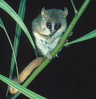 Grey mouse lemur (Microcebus murinus)