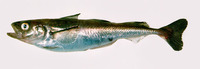 Boreogadus saida, Polar cod: fisheries