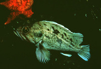 Sebastes auriculatus, Brown rockfish: fisheries, gamefish, aquarium, bait