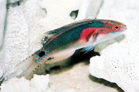 Cirrhilabrus exquisitus, Exquisite wrasse: aquarium