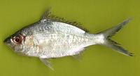 Gerres argyreus, Common mojarra: