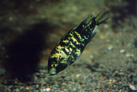 Haplochromis barbarae, :
