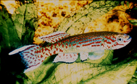 Epiplatys ruhkopfi, : aquarium