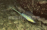Xiphophorus montezumae, Montezuma swordtail: aquarium