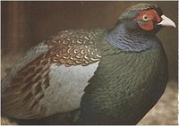 Green Pheasant, Phasianus versicolor