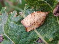 Pandemis corylana - Chequered Fruit-tree Tortrix