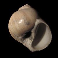 Natica helicina