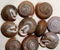 Isognomostoma isognomostomos