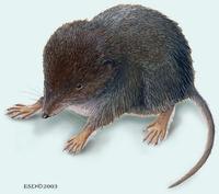 Image of: Sorex palustris (water shrew)