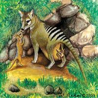 Image of: Thylacinus cynocephalus (Tasmanian wolf)