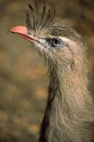 Cariama cristata - Red-legged Seriema