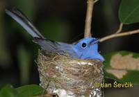 Eumyias sordida - Dull-blue Flycatcher