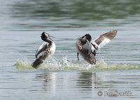 Podiceps cristatus - Great Crested Grebe