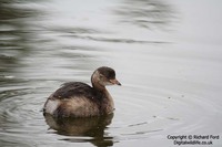 Tachybaptus ruficollis - Little Grebe