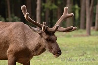 Cervus elaphus sibiricus - Siberian maral