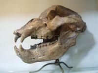 Ursus spelaeus - Cave Bear