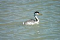 Image of: Aechmophorus clarkii (Clark's grebe)