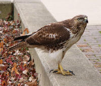 Image of: Buteo jamaicensis (red-tailed hawk)