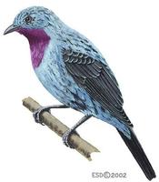 Image of: Cotinga cayana (spangled cotinga)