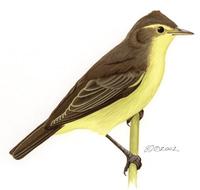 Image of: Hippolais icterina (icterine warbler)