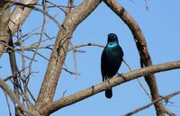 Image of: Lamprotornis chalybaeus (greater blue-eared starling)