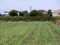 Image of: Mycteria americana (wood stork)