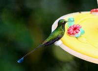 Image of: Ocreatus underwoodii (racket-tailed puffleg)